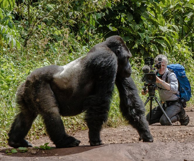 Gorilla Family & Me - Photos - Gordon Buchanan