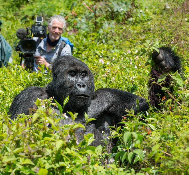 Gorilla Family & Me - Do filme - Gordon Buchanan