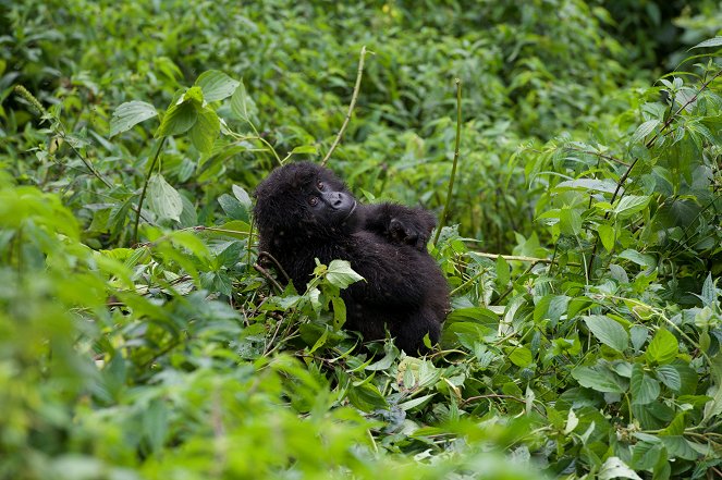 Unter Gorillas - Überleben in der Horde - Filmfotos