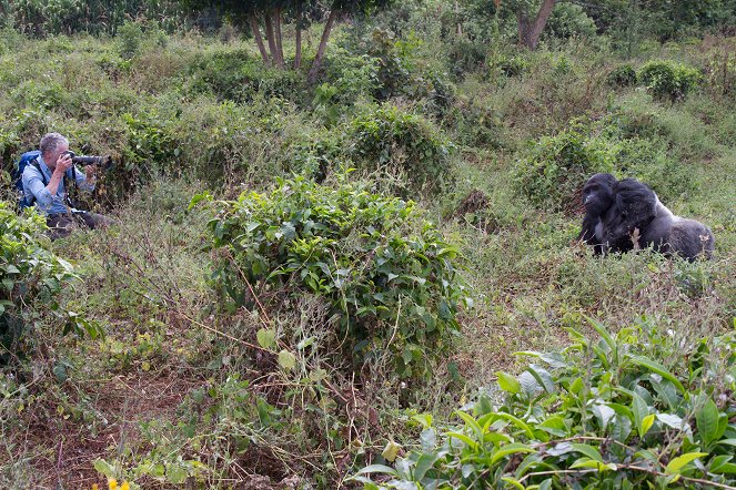 Gorillaperheen matkassa - Kuvat elokuvasta