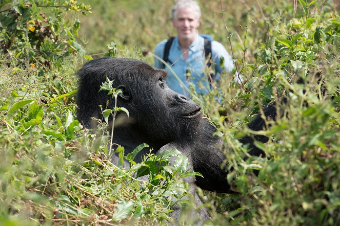 Gorillaperheen matkassa - Kuvat elokuvasta
