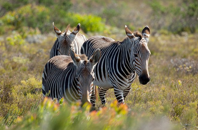 Wild South Africa - Photos