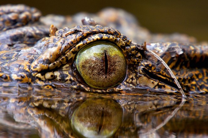 Universum: Wunder der Karibik - Die Eroberer der Karibik - Krokodile auf wilder Reise - Filmfotos