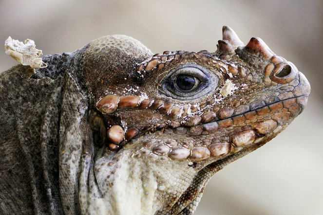 Universum: Wunder der Karibik - Die Eroberer der Karibik - Krokodile auf wilder Reise - Filmfotos