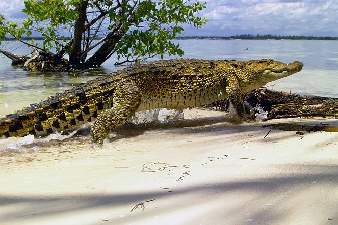 Die Karibik - Die Reise der Krokodile - Do filme
