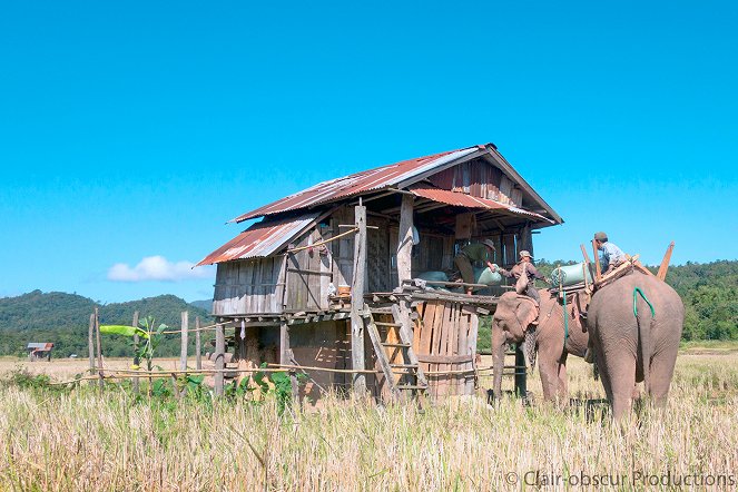 Au pays du million d'éléphants - Kuvat elokuvasta