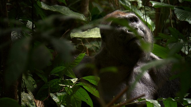 Kongo - Gorillaschutz mit Kettensäge - De la película