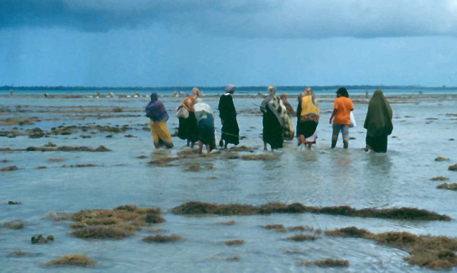 Die Algenbäuerinnen von Sansibar - Photos