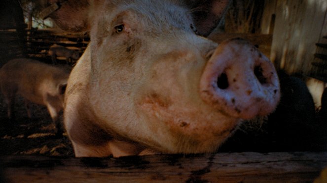 Pigs - Filmfotos