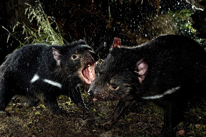Teufel ohne Zukunft - Tasmaniens Beuteltier vor dem Aussterben? - Filmfotos