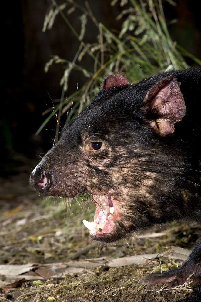 Teufel ohne Zukunft - Tasmaniens Beuteltier vor dem Aussterben? - Filmfotos