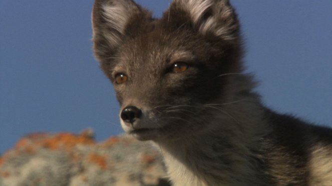 Az Északi-sarkkör vadvilága - Filmfotók