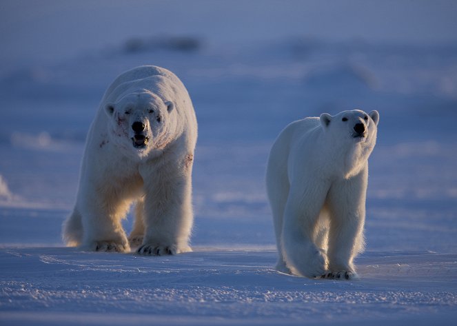A fagy birodalma - Utazás a sarkvidékekre - Filmfotók