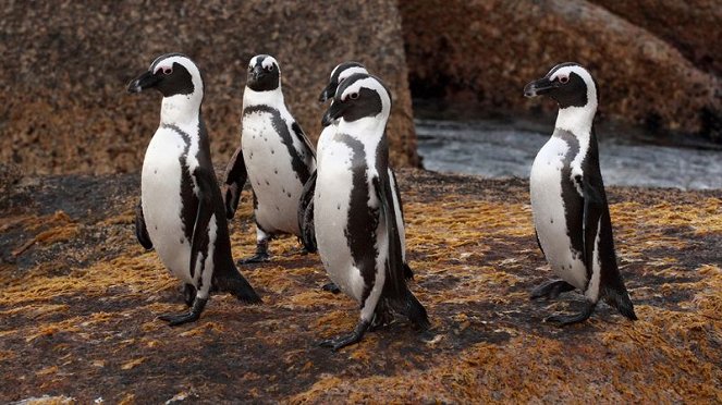 Meet The Penguins - Do filme