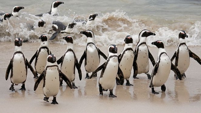 Meet The Penguins - Filmfotos