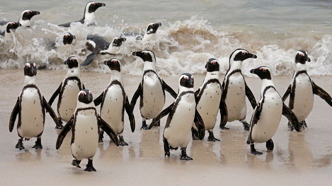 Meet The Penguins - Do filme