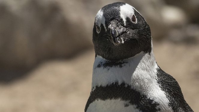 Meet The Penguins - Do filme