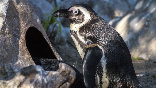 Meet The Penguins - Photos