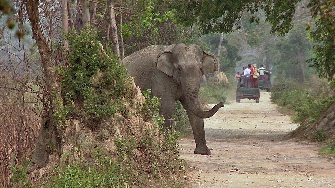 Beruf Tierfilmer - Rita Banerji in Indien - Van film