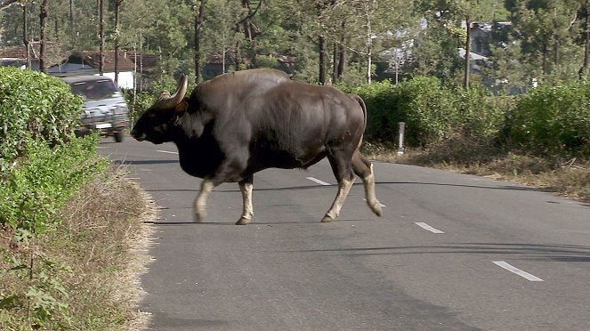 Beruf Tierfilmer - Rita Banerji in Indien - Van film