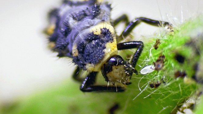 Insekten, Superhelden auf sechs Beinen - Do filme