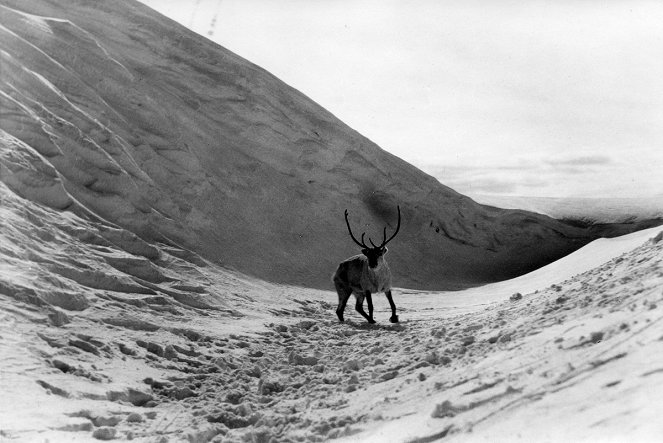 The White Reindeer - Van film