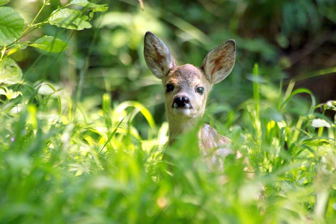 Universum: Der Wilde Wald der Kaiserin - Film