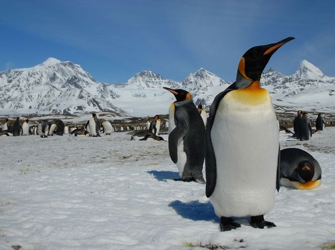 Penguinpalooza - Kuvat elokuvasta