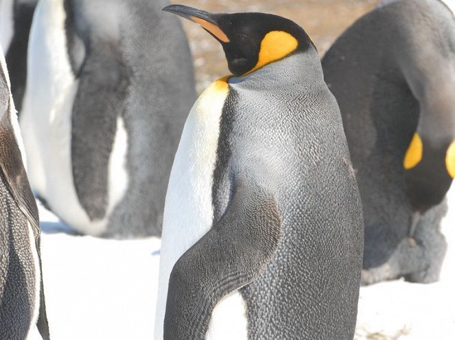 Pingvinek királysága - Filmfotók