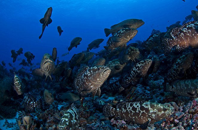 The Marbled Grouper Mystery - Photos