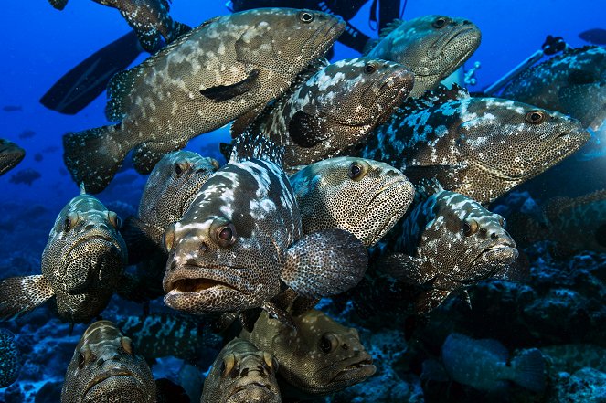 The Marbled Grouper Mystery - Photos