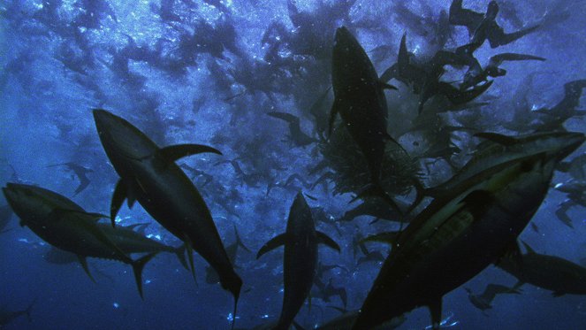 Der Rote Thunfisch: Alarmstufe Rot - Filmfotos
