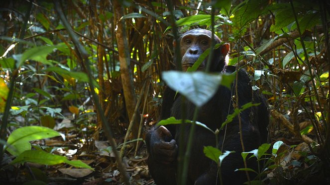 Wie Tiere sich zu helfen wissen - Selbstmedikation in der Natur - Filmfotos