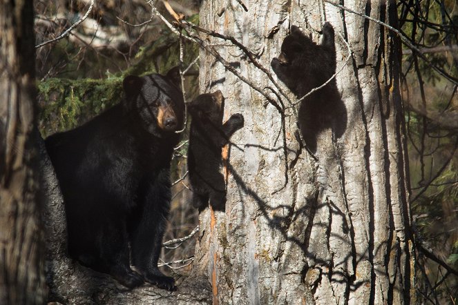 Alaska: Earth's Frozen Kingdom - Spring - Photos