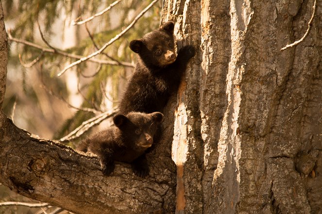 Alaska - Im Land der Bären - Spring - Filmfotos
