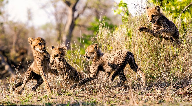 A természeti világ - Cheetahs - Growing Up Fast - Filmfotók