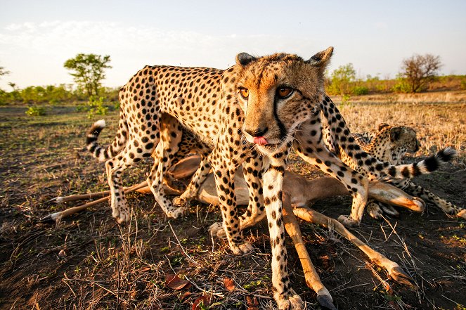 A természeti világ - Cheetahs - Growing Up Fast - Filmfotók