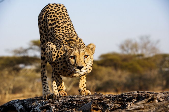 The Natural World - Cheetahs - Growing Up Fast - Van film