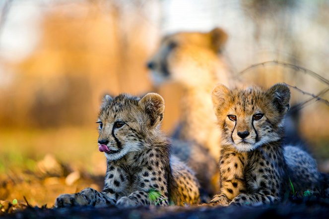The Natural World - Cheetahs - Growing Up Fast - Van film