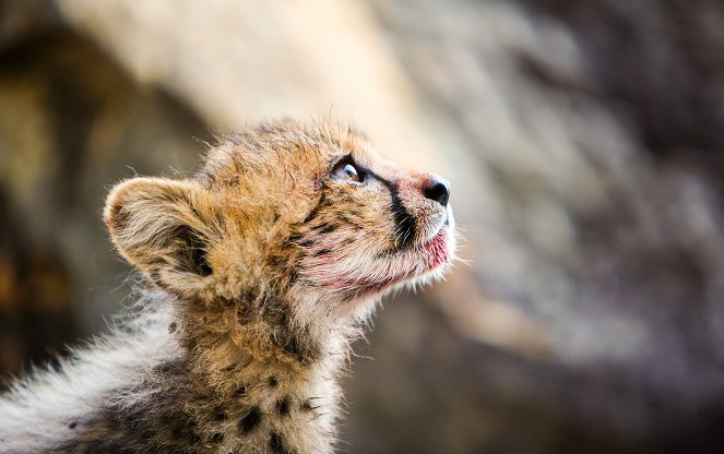 The Natural World - Cheetahs - Growing Up Fast - De filmes
