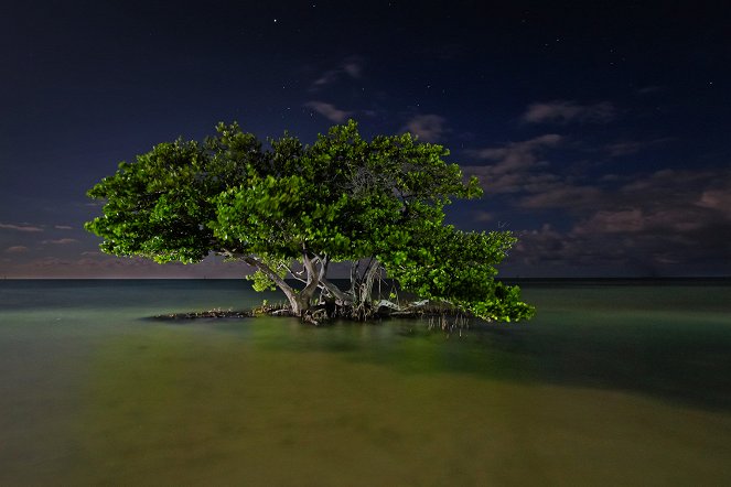 Amerikas Naturwunder - Everglades - Filmfotos