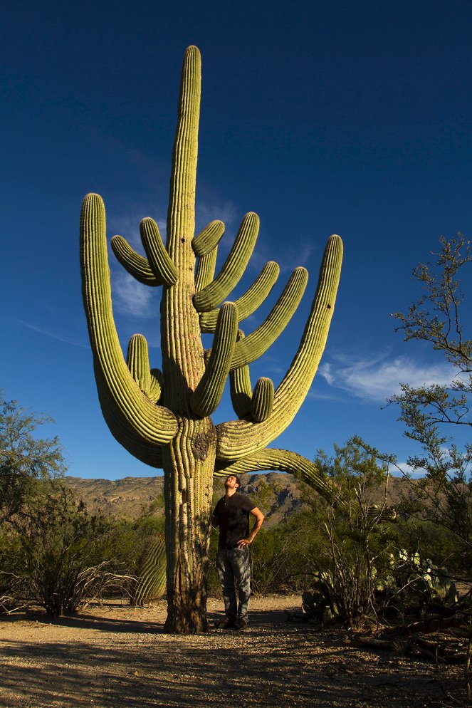 Amerikas Naturwunder - Saguaro - Filmfotos