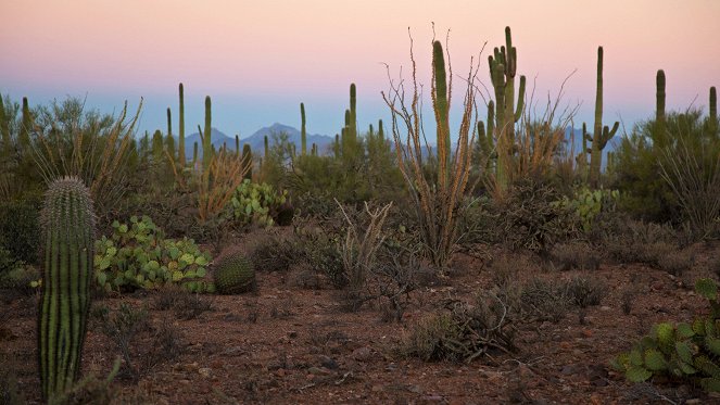 Parki narodowe USA - Saguaro - Z filmu