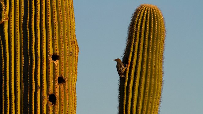 Amerika nemzeti parkjai - Saguaro - Filmfotók
