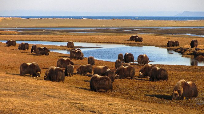 Amerika nemzeti parkjai - Gates of The Arctic - Filmfotók