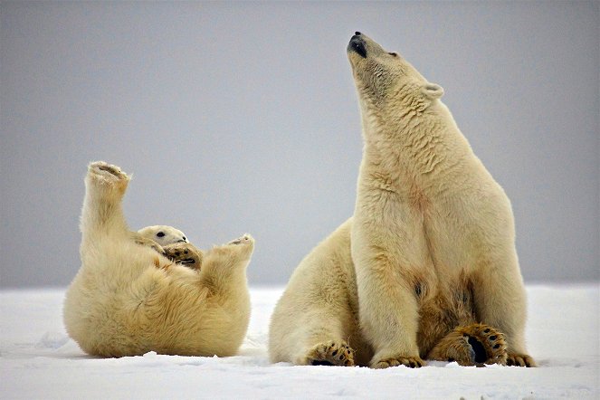 Amerikas Naturwunder - Gates of the Arctic - Filmfotos