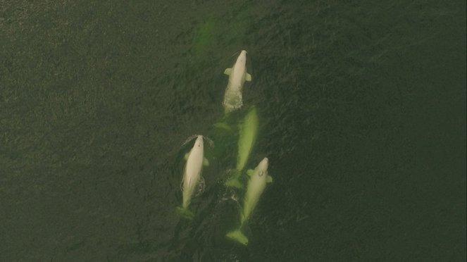 Call of the Baby Beluga - Filmfotos