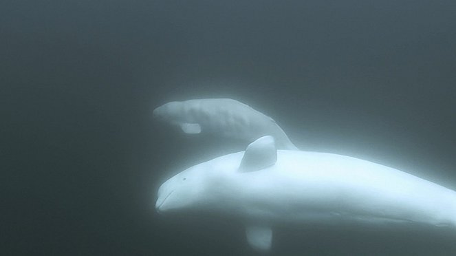 Call of the Baby Beluga - Photos