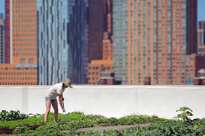 On the Cities' Rooftops - New York - Photos
