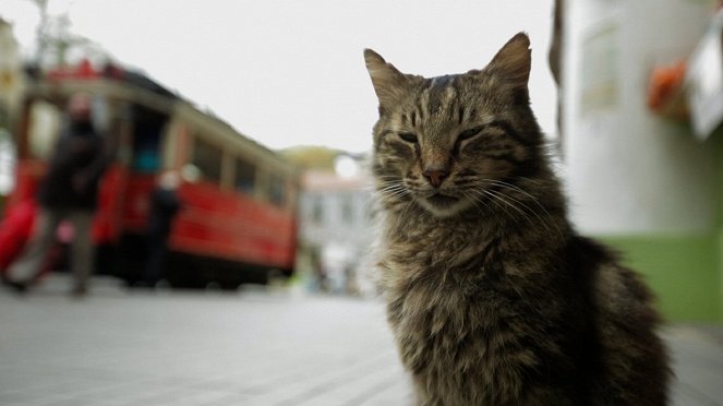 Istanbulin kissat - Kuvat elokuvasta